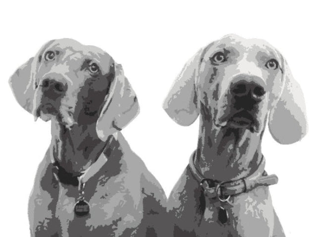 Pet Stencil Portraits